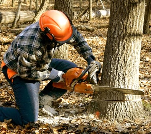 Tree Removal in Hankamer, TX